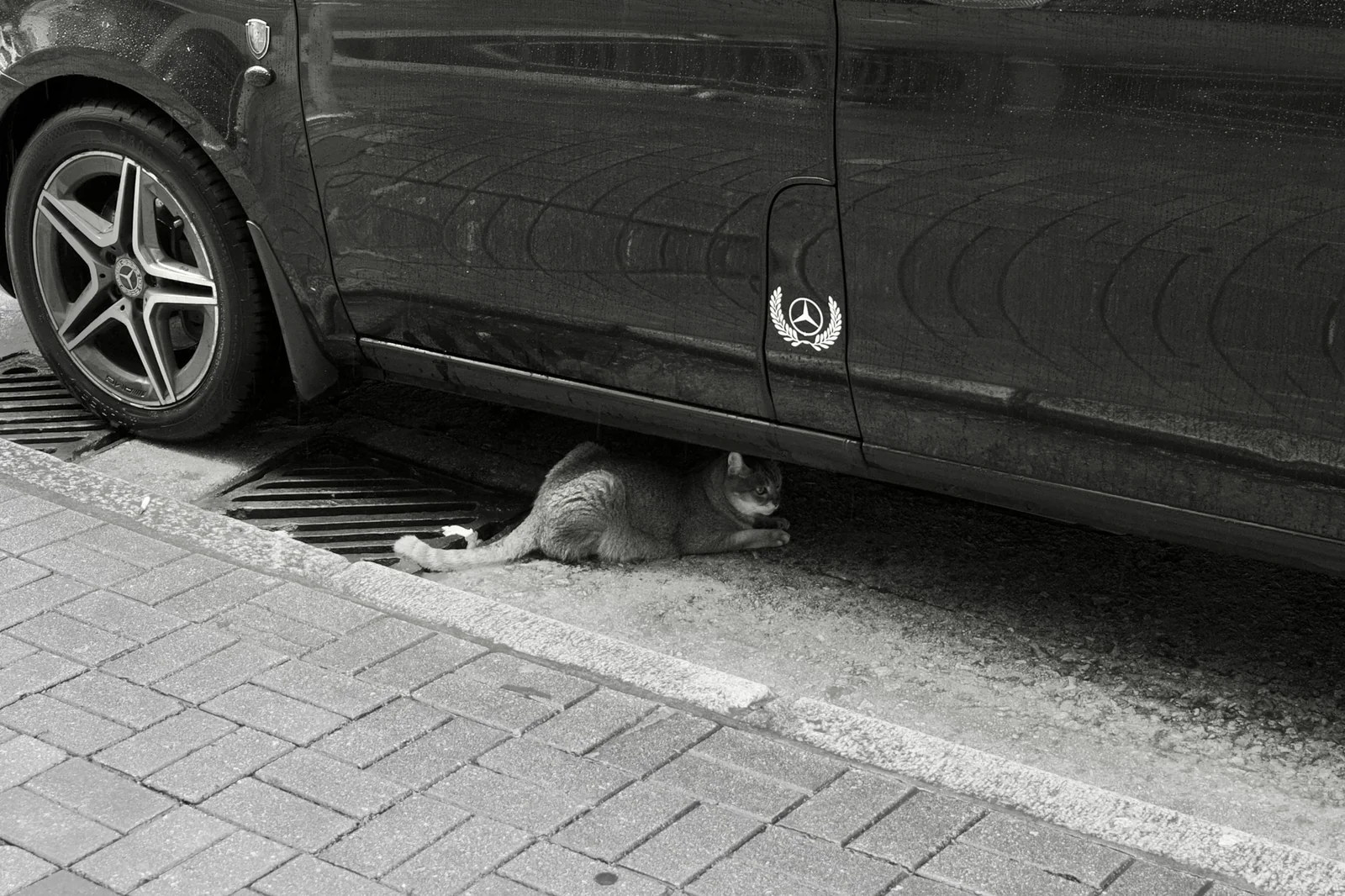 A cat sheltering beneath a parked Mercedes beside a curb drain