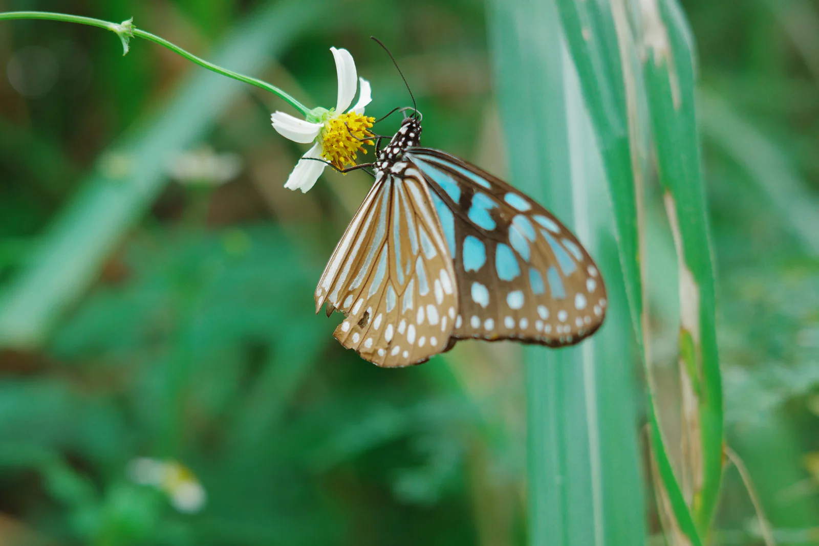 A blue-spotted butterfly feeding on a small white flower against soft green foliage
