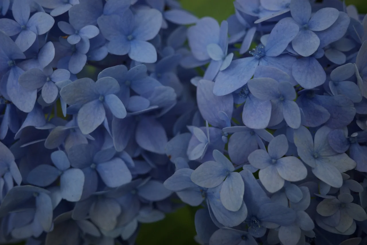 Close view of blue hydrangea blossoms